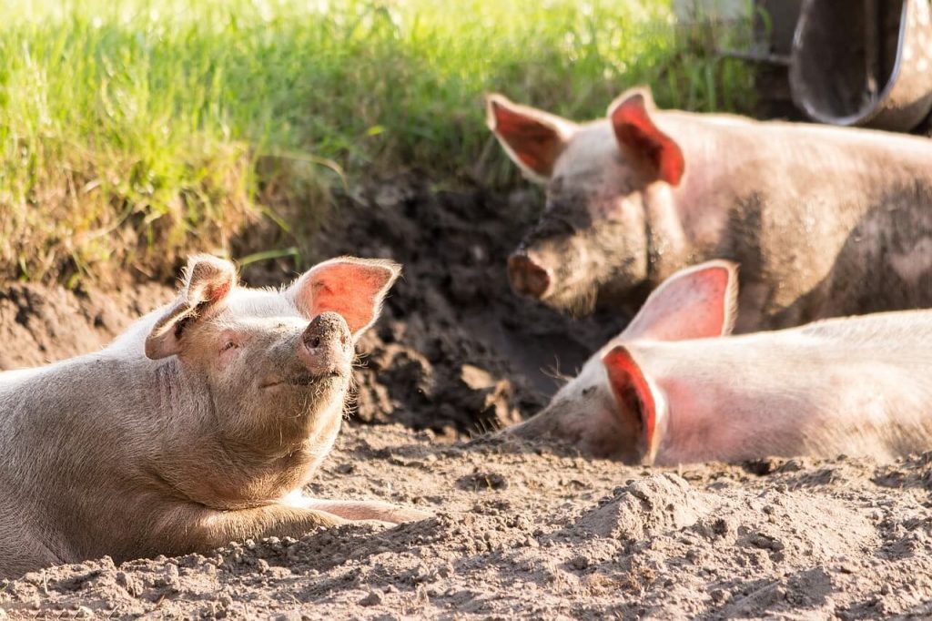 três porcos deitados na terra