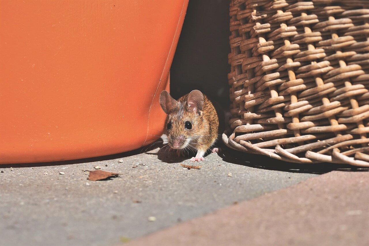 rato se escondendo em casa