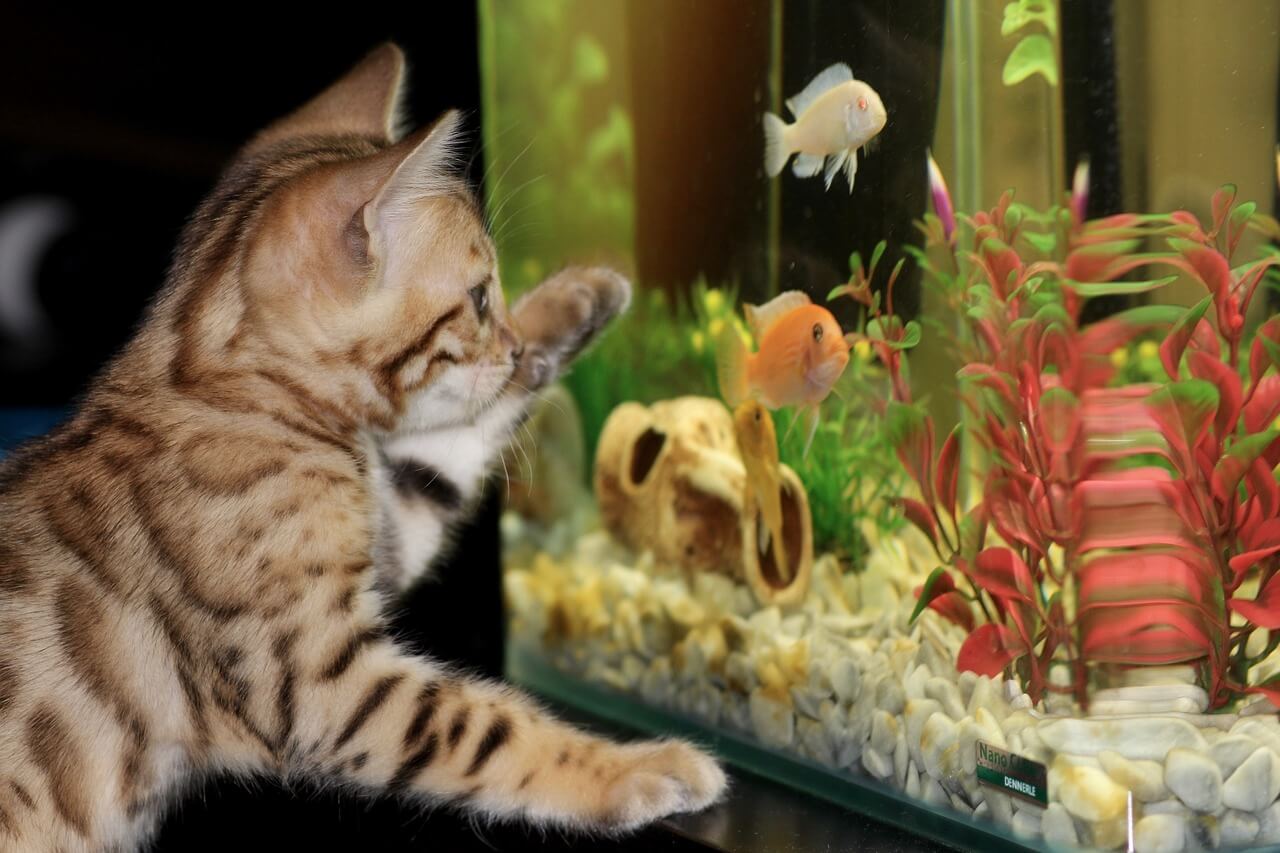 gato olhando peixes no aquário