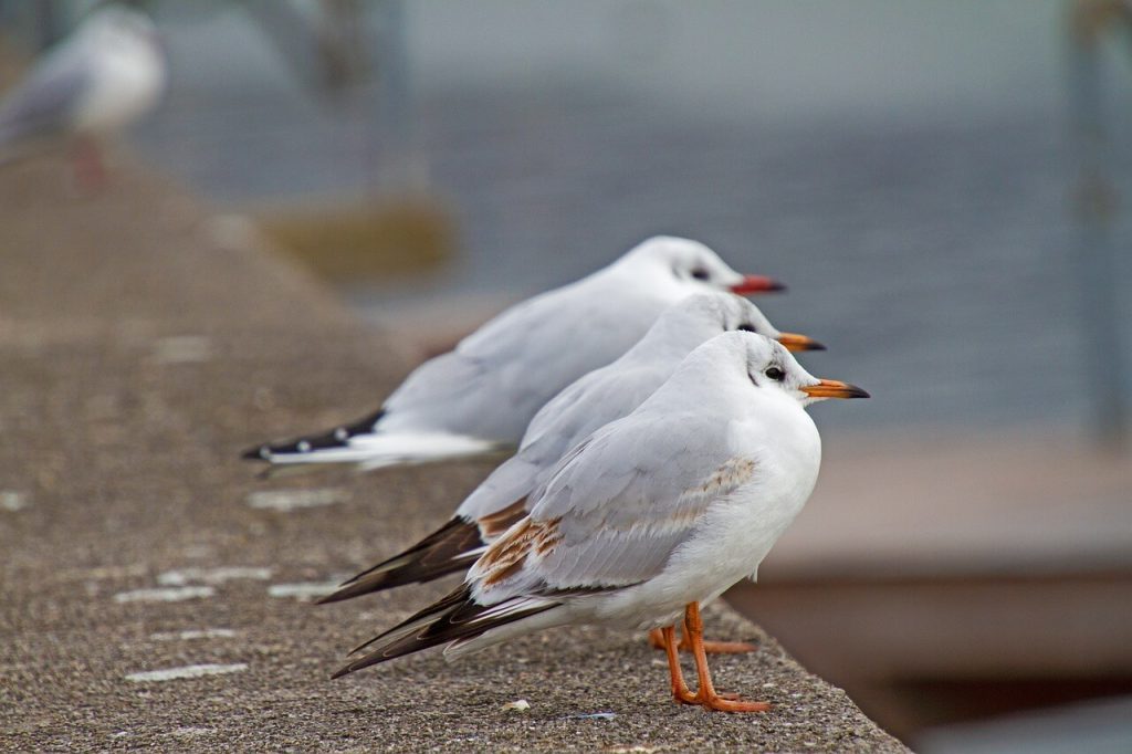 três gaivotas brancas paradas