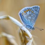 borboleta azul claro na folha