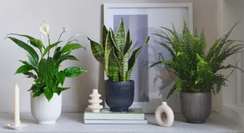 28 Plantas Purificadoras de Ar que Você Precisa na Sua Casa para Viver Melhor